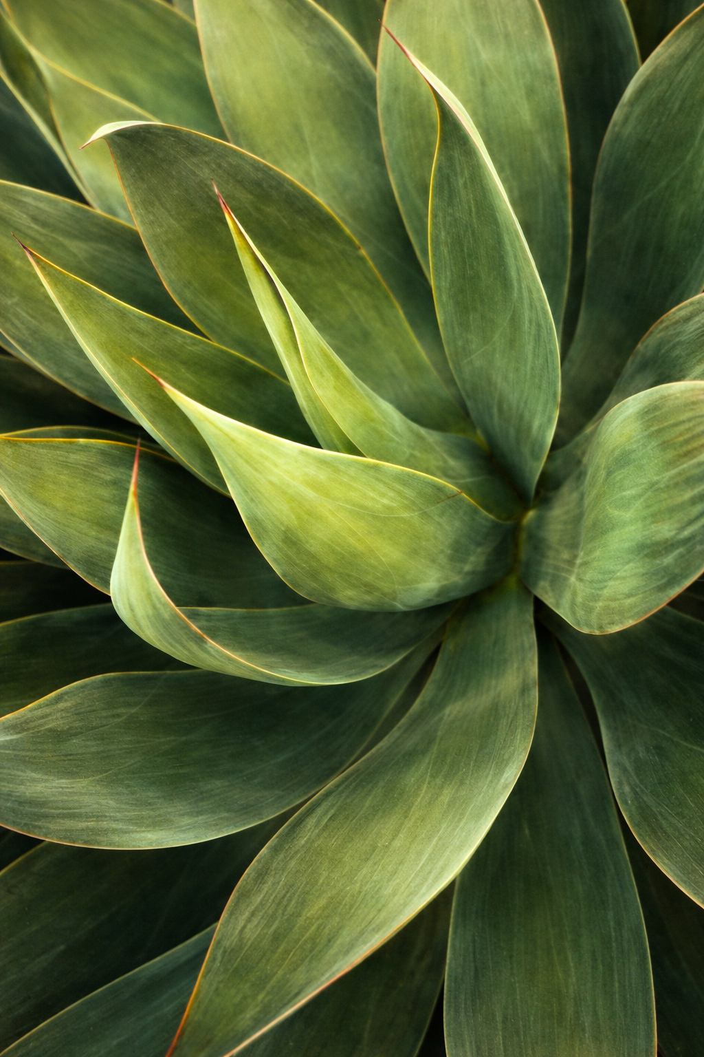 A close-up view of a lush, green succulent plant with smooth, overlapping leaves.