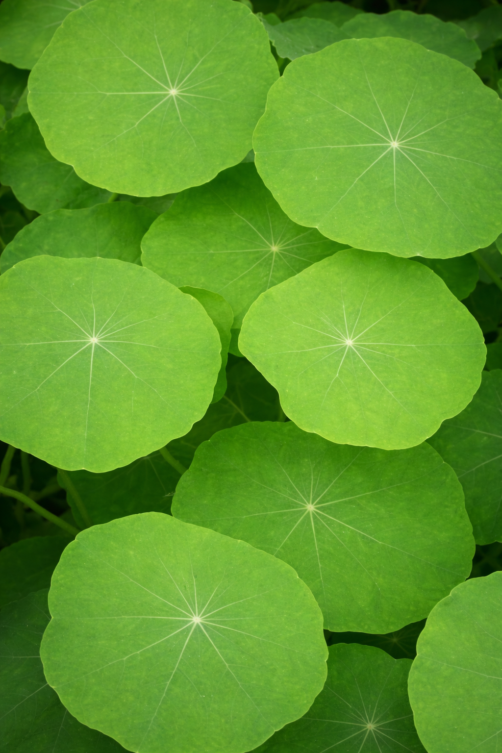 A cluster of vibrant green, round leaves with central white veins is shown.