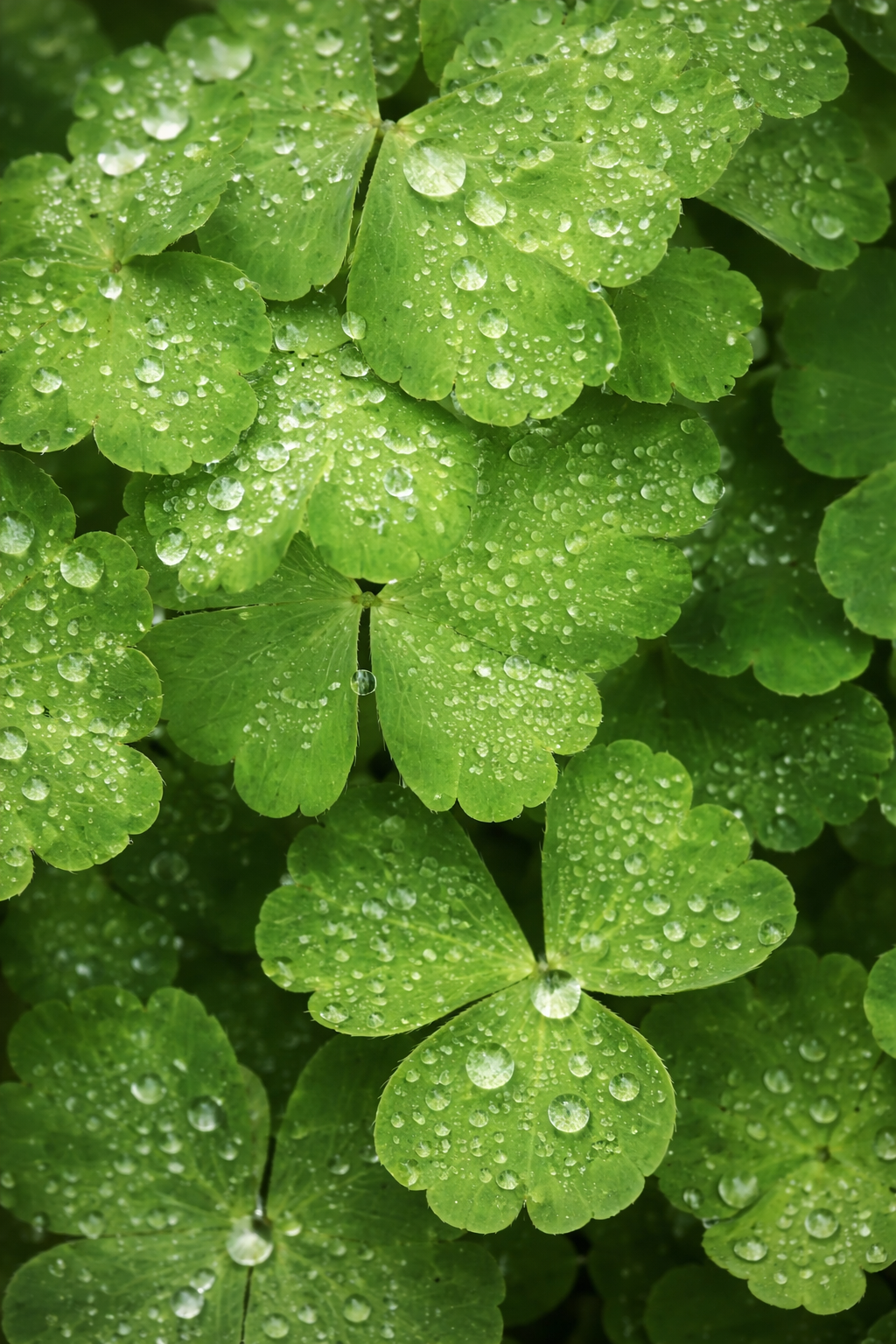 Fresh green clover leaves covered in water droplets create a vibrant and natural pattern.