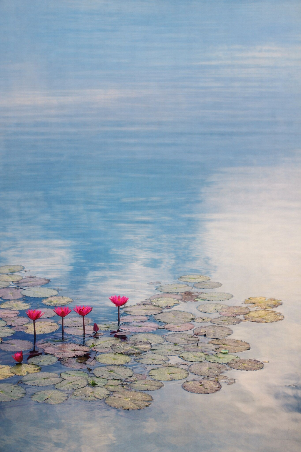 Pink water lilies and green lily pads float on a calm blue water surface.