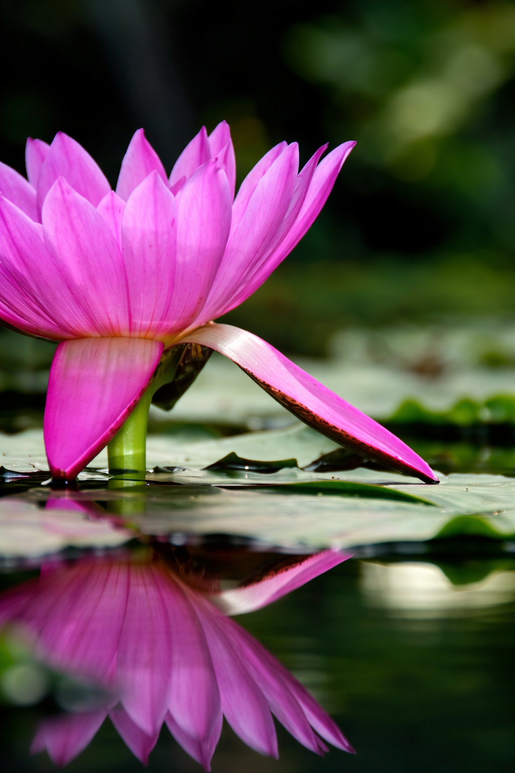 A vibrant pink lotus flower with its reflection is set against a backdrop of green lily pads and dark water.