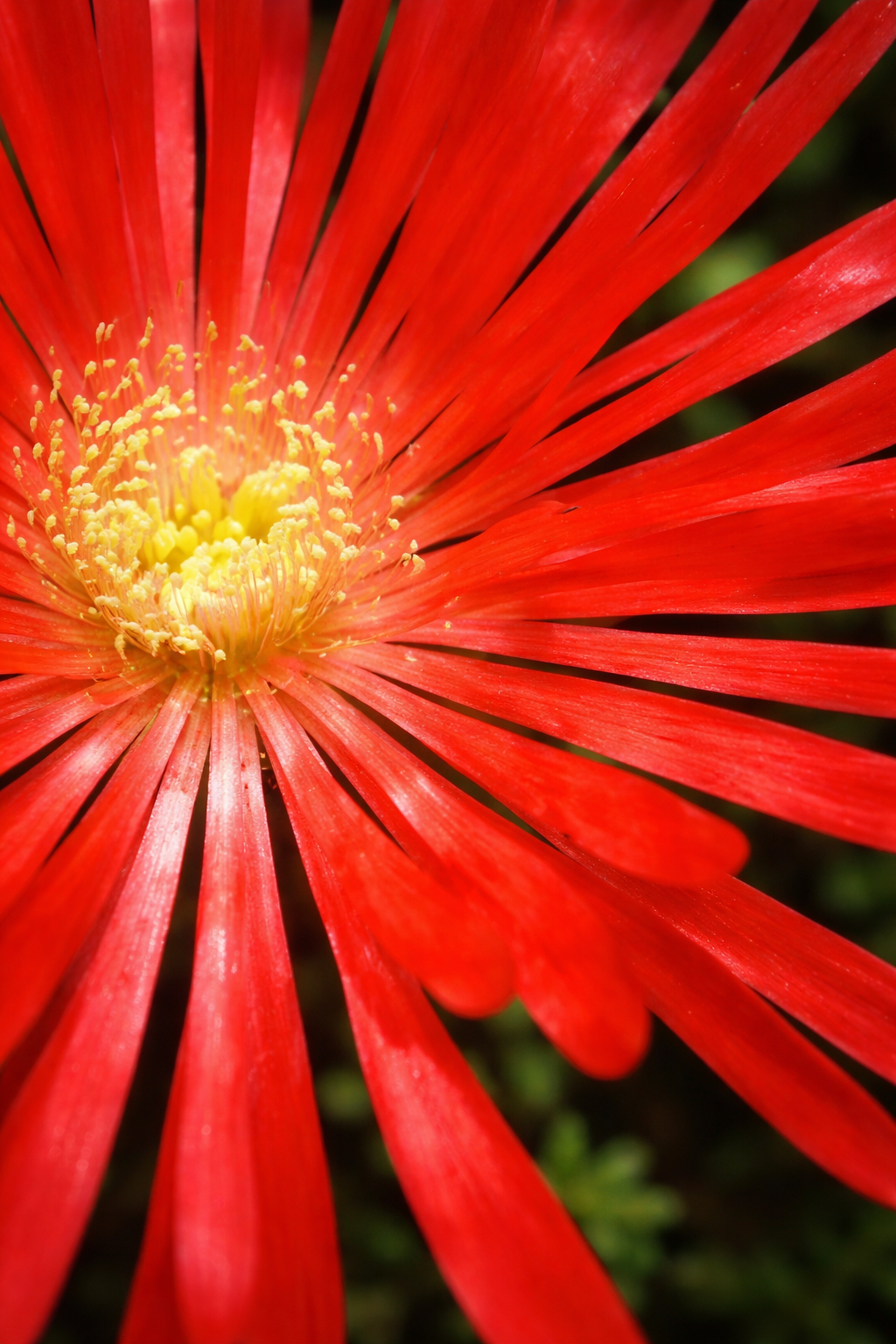 A vibrant red flower with a yellow center is captured in close-up detail.