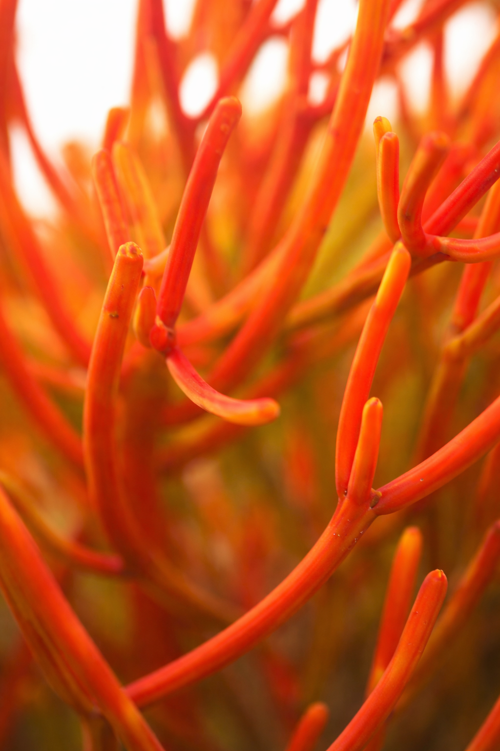 Vibrant orange and red tubular structures twist and intertwine, creating an abstract, fiery composition.